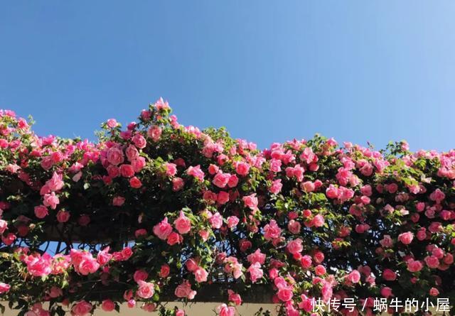  到防盗@这4种花种在墙根，爬成防盗墙，花美刺多保安全