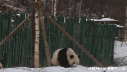 四川遇到熊猫
