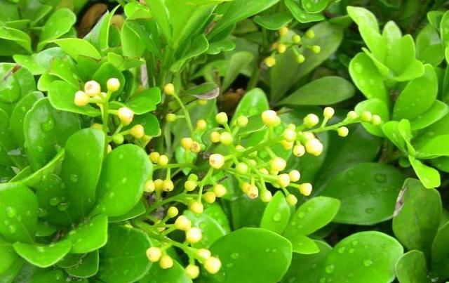  养在光照■5种花别“藏”在屋里，搬到室外，光照越足，开花越多