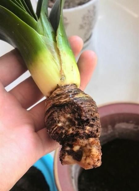  「发财树」这6种花，烂根先别扔，这样砍枝剥皮用水洗，15天长出新根侧芽