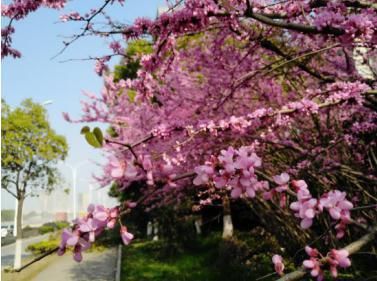  #新区#城管文化|醉美新区，扮靓城市的那些花儿