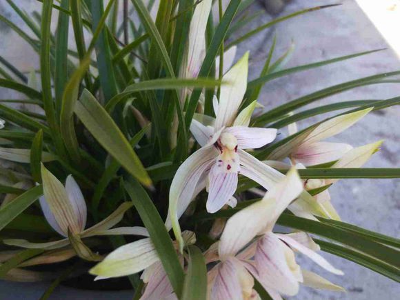 一盆兰花养了10年，苗多叶壮年年开花，兰友出价5000都没卖