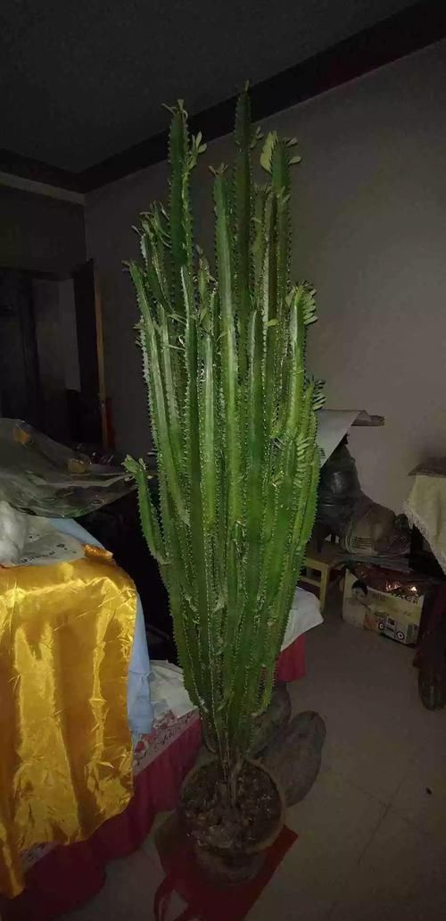  「图片作者」客厅就养这4种花，威武霸气，开花还漂亮！