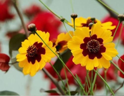  『喜欢』喜欢菊花，推荐养盆“菊中精品”堆心菊，独特花枝，爆成菊花海！