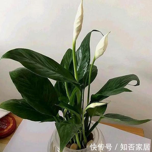  [改成]养花难是因为你不懂它，将此3种改成水培，根须蹭蹭长爆盆