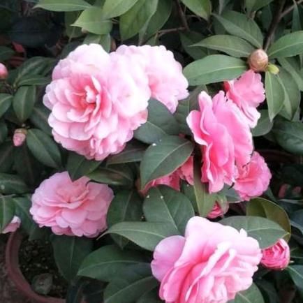  [茶花]想要茶花长势好、开花旺，这“1件事”绝对不能少，否则难开花