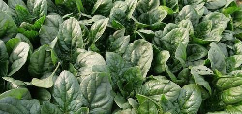  【通菠菜】农民种植这个青菜，可以带根吃，需求量大，你一定也吃过