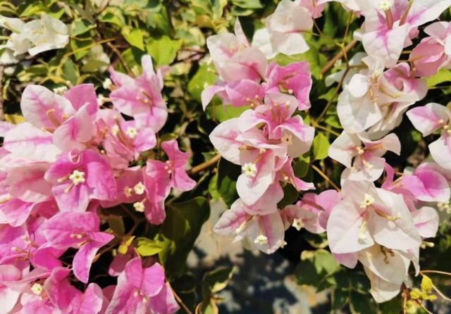  『喜欢干燥』泥炭土是万能土吗？不是所有花都可以用泥炭土养好，尤其这些