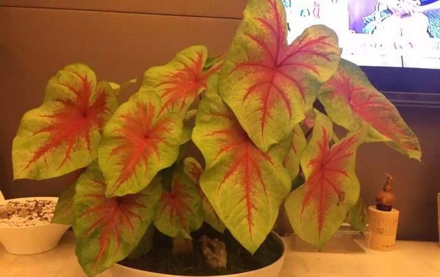  [植物]这7大类花，观花赏叶，各有各的好，赶走细菌家人都健康！