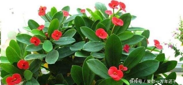 『地方养护』8月份,可养“8种花”,随便晒、随便养就长爆盆,花儿朵朵开不停