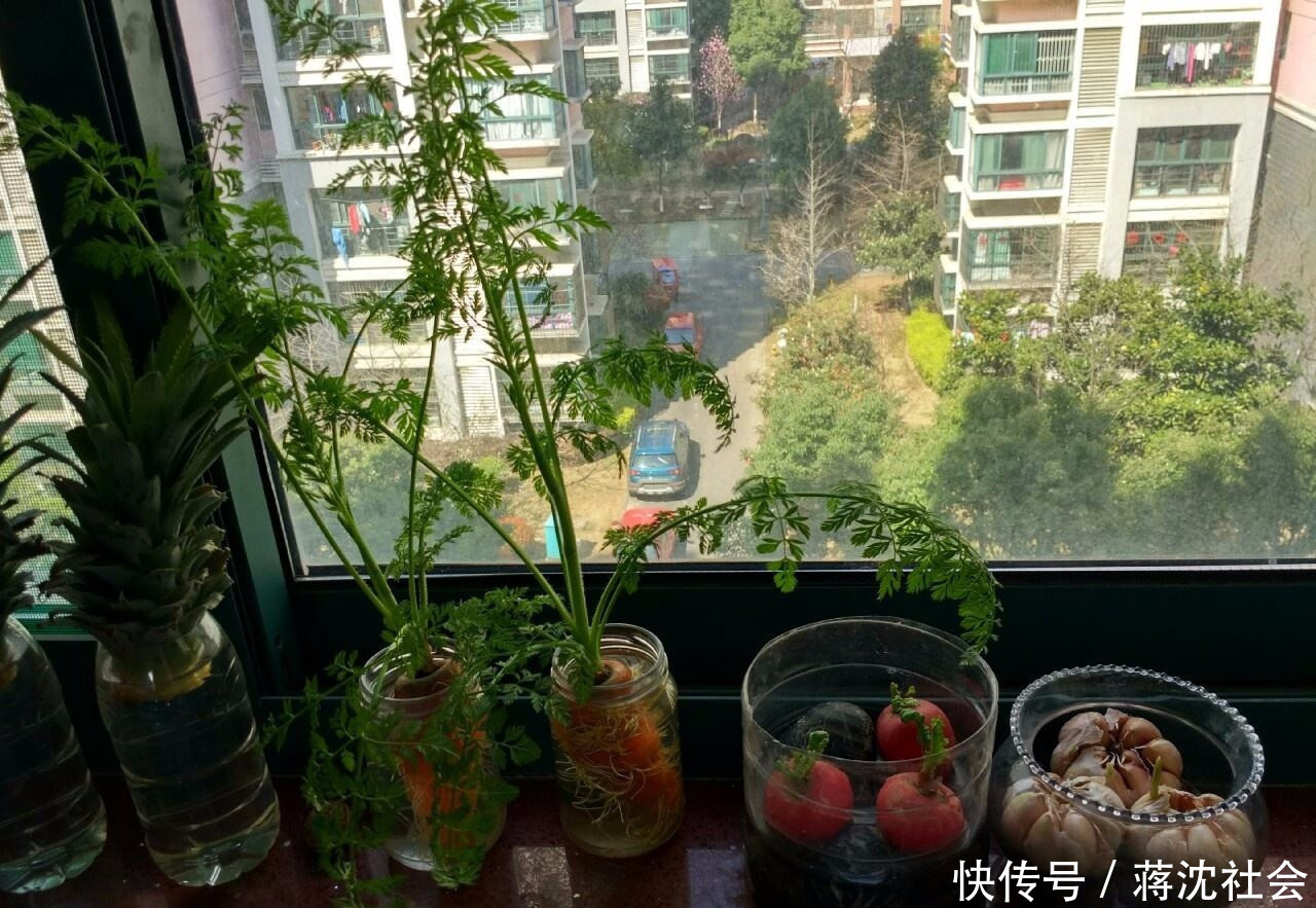 『不用』阳台上种菜,别缺这6样,随便种一盆,割菜好几茬,都不用买菜了