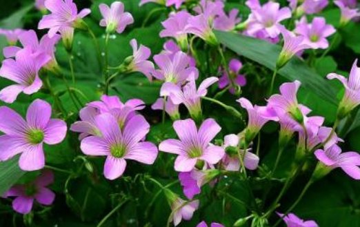  「小花」4种不起眼的“小花”，种阳台上，开花爆棚，五颜六色，花团锦簇
