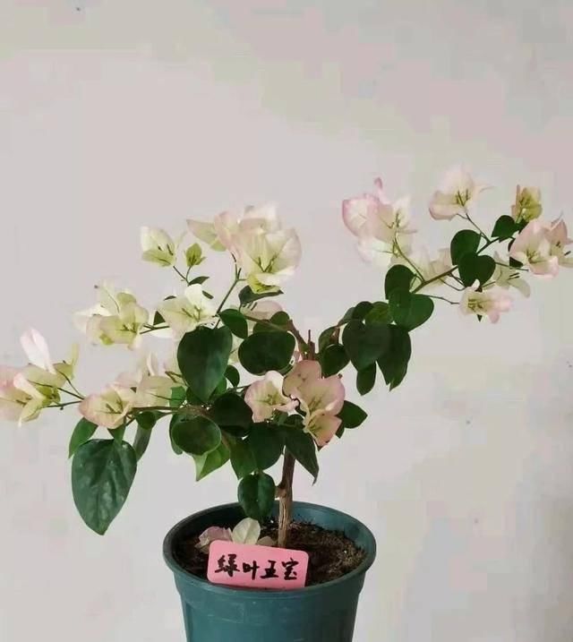  「暗斑夕阳红」这13种三角梅被称“开花机器”小苗就不断开花，适合阳台盆栽