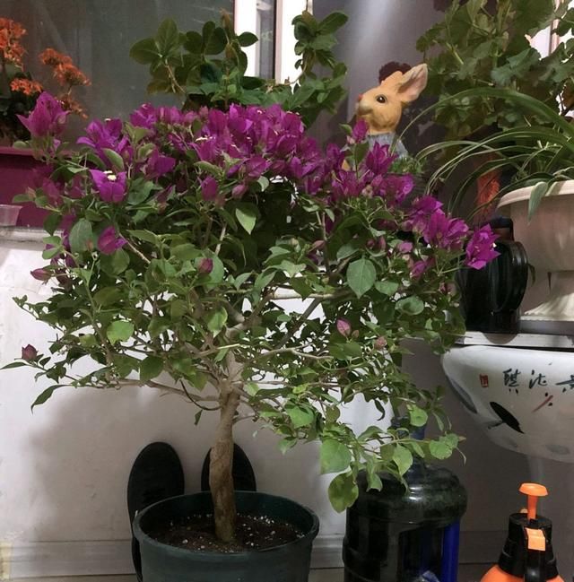  【开挂】三角梅小叶紫很难开花吗？除了开挂区，就该这么养，爆花没问题