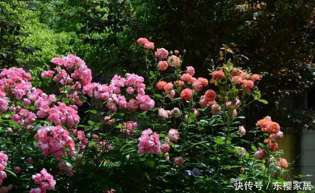 「只养」只养这1种花,就能打造绝美花园和阳台!月季品种和养护要点!