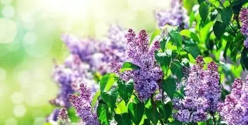  「花儿」10种最好闻不刺鼻的植物香味