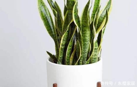  『虎皮兰』家养这3种“懒人花”，越是不管不问越能蹭蹭往上长，新手必备