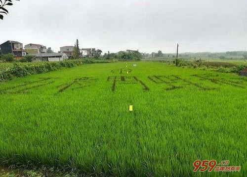 2018年农村创业商机好项目,白手起家农村创业