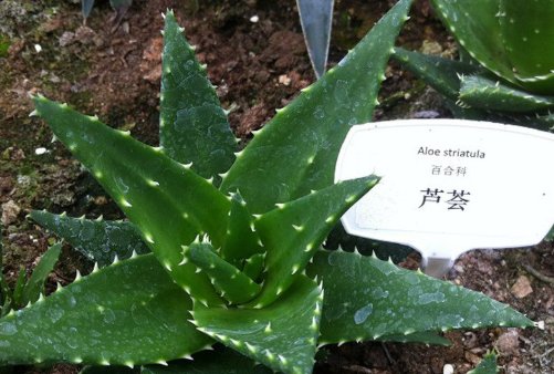  『发芽』芦荟烂根了别着急,这样处理一下,植株生根快,发芽早