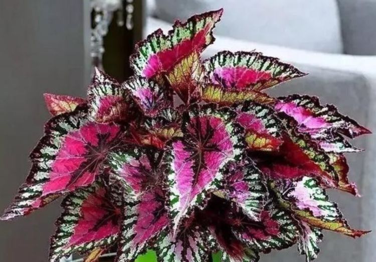  开爆：这几种花，赏花观叶寓意好，弄几盆养家里，喜庆满堂开爆盆