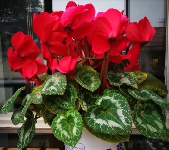  『花儿』谁说开花期间不施肥？这花偏要在花期施肥，不然花儿早早就谢了！