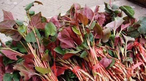  「潮湿」鱼腥草种植技术，做好5点，种的鱼腥草才能长得好