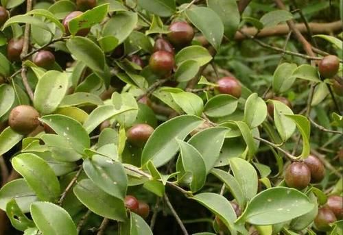  「食用油」野生一斤100元，种植一斤70元，极受欢迎，越来越多农