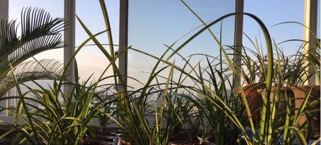  『兰花的根』兰花施肥是门学问，这样讲一学就会，根粗叶壮总开花