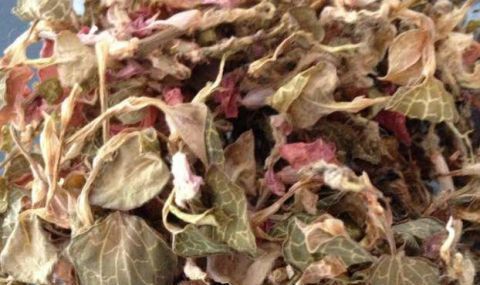  「人称」农村人称它为“金丝草”野生的一株难求，人工种植的120