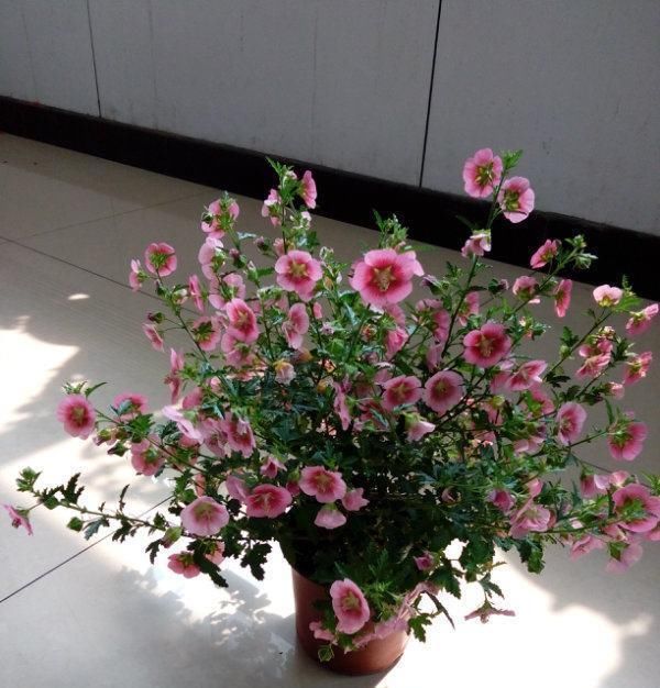  南非葵花：忘了绿植多肉吧，现在流行这种花，观赏性强又好养，四季花开不断