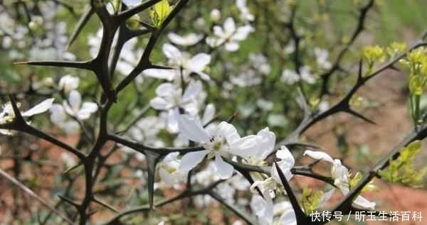  「防贼」农村一种快消失的树，农民用它来防贼，结的果像橘子却