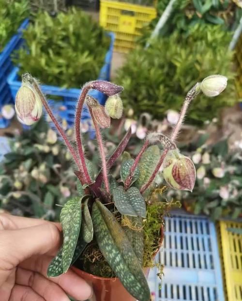  『光照』家里养的开花盆栽几年都不开花，原来是这几点没有做好