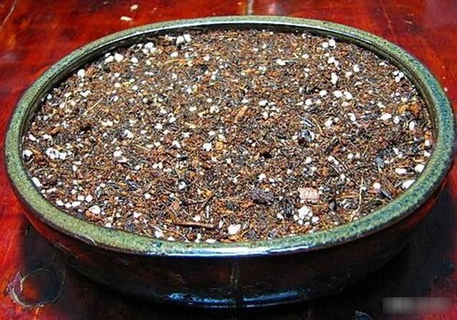 花盆中■好吃的火龙果,一块果肉,1周变别致盆栽,2年结果1大筐