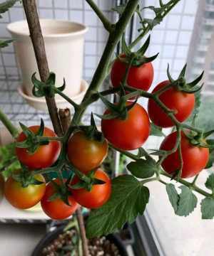  「种子」家里种这5种菜，撒点种子蹭蹭长，养眼又好吃，一盆就能收获多多