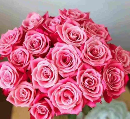  【养盆】喜欢菊花，不如养盆“精品玫瑰”泰姬，花开如美姬，清奇美丽！