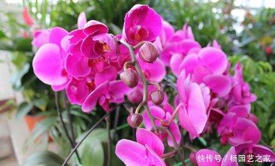 『艳丽』喜欢在家中养护花卉,就选花期长,花色艳丽的3种花卉,值得拥有