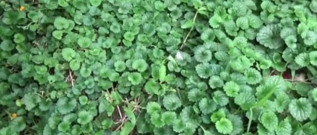  #人称#田地有一种草，农村人称“透骨风”作用大，若有见到不要