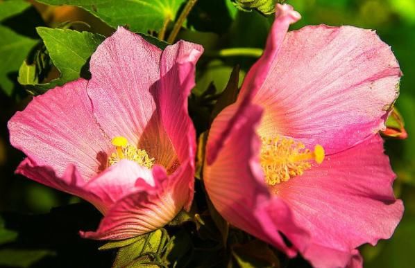 花期■喜欢养花,不如养盆短毛丸,观赏价值高,花型圆滚奇特惹人爱