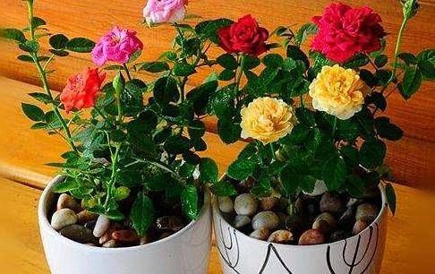  技巧@自己也能种玫瑰花！学会这些技巧，就能送给自己浪漫惊喜！