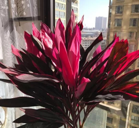  [较好]此花，色彩华丽高雅，具有较好的观赏性。