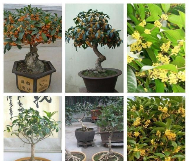  『适合』适合北方庭院栽的花木