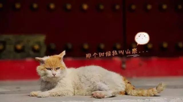 走！去故宫吸猫，181只皇家猫全都撸一遍