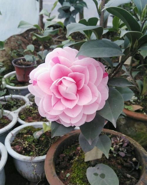  『珍品』喜欢菊花，不如试试“菊中珍品”彩龙爪，似彩龙出海，炫彩美丽