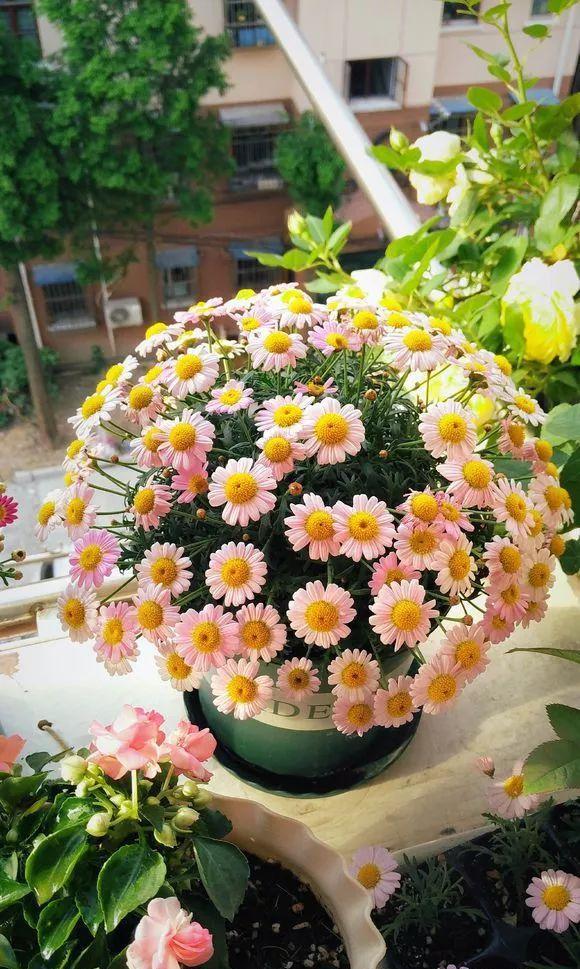  「窗子」窗台养上4种花，推开窗子就是花园，一不小心成花海！