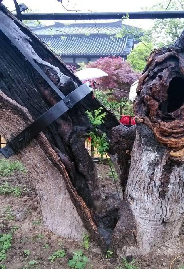  「营造」项王故里大都是后人营造的，唯有一样东西疑似与项羽有关