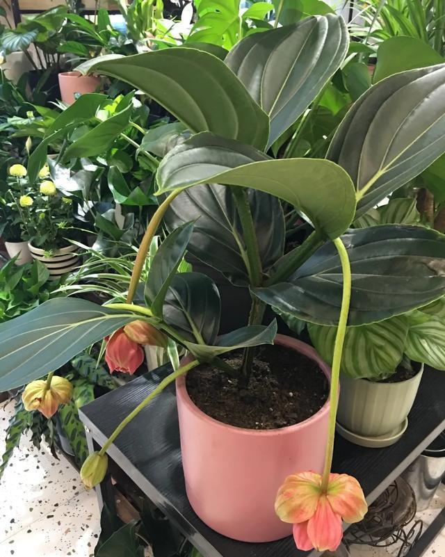  适合@10种适合室内的小众花，今年超流行，点缀家居，越养越精致