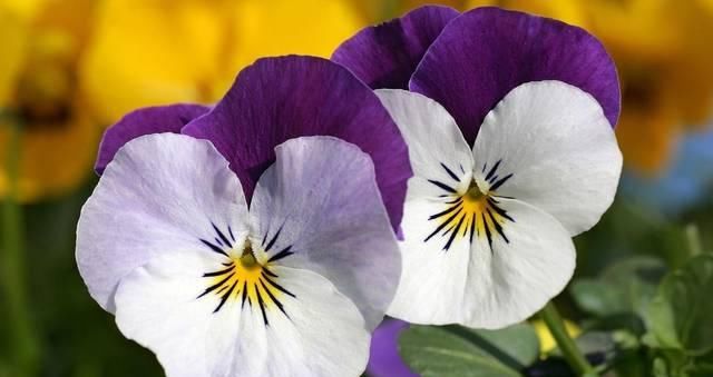 「天都」适合新手养的3种花,开花漂亮花期长,开花200天都不停