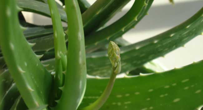  【植物】芦荟一般什么时候开花?