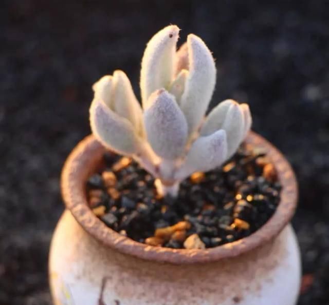 #属多肉植物#适合女生的8种“治愈系”多肉,家里养一盆,天天有好心情
