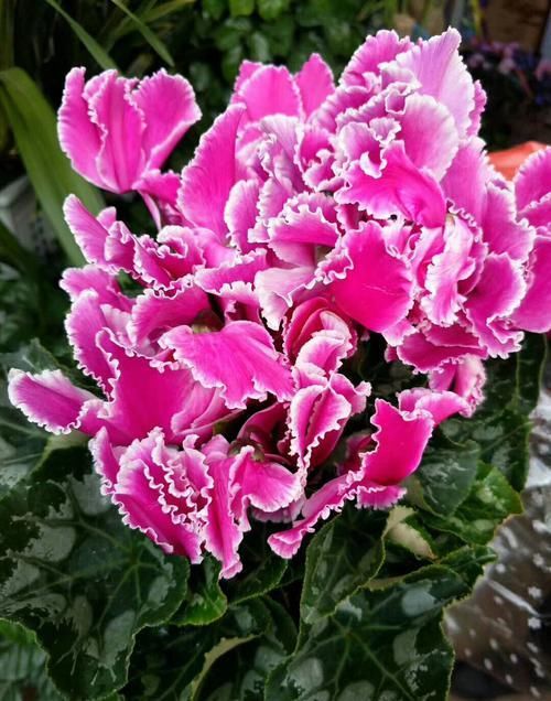 『有花赏』3种花期超长的花卉,家庭养护几盆,一年四季有花赏